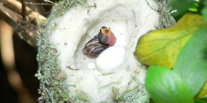 1600x1200 Get 302+ baby hummingbirds HD Wallpaper [] pict.icu