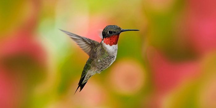 1920x1080 Download Bird Birds Wallpaper 1920x1080 | Full HD Wallpapers | Birds