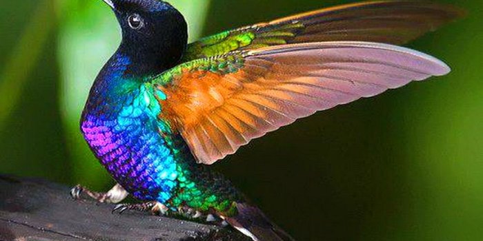1024x768 Hummingbird Desktop Background – WeNeedFun