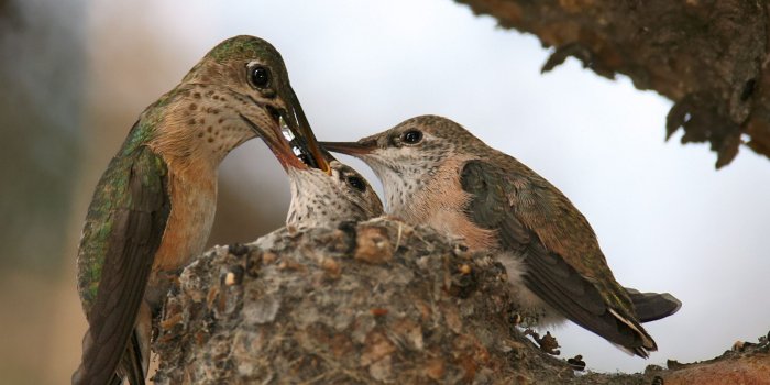 2048x1365 Baby Hummingbirds In Nest HD Wallpaper, Background Images