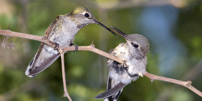 1200x900 Hummingbird Nests Archives - Hummingbird Pictures