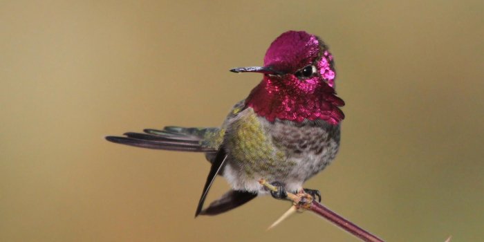 1920x1200 birds - Full HD wallpapers - page-8