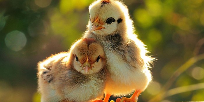 1920x1200 35+ Baby Bird Wallpapers - Download at WallpaperBro