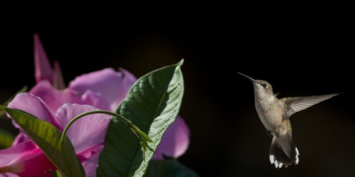 1332x850 Wallpaper flower, flight, bird, Hummingbird, baby images for desktop
