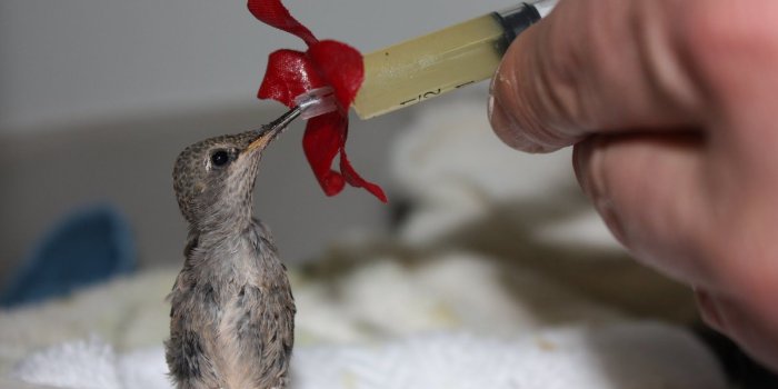 1600x1067 Baby Hummingbird In Nest HD Wallpaper, Background Images