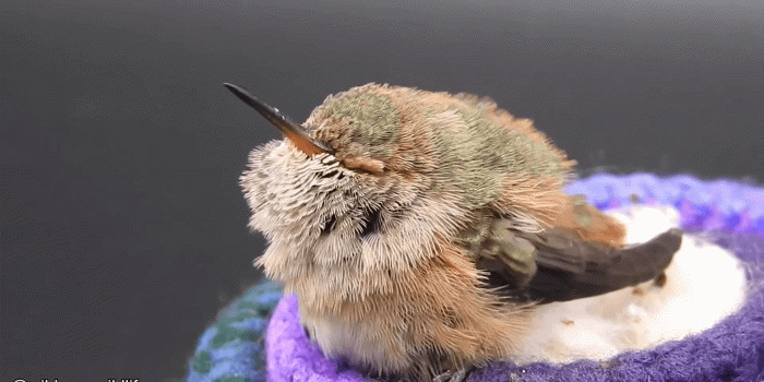 1920x1080 Baby Hummingbird : AbsoluteUnits