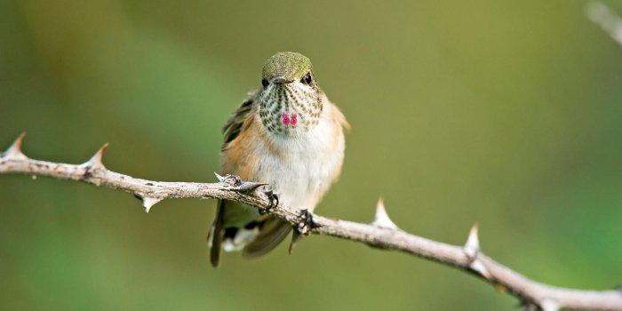 2400x1600 Calliope Hummingbird | Audubon Field Guide