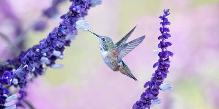 1332x850 Wallpaper flight, flowers, bird, Hummingbird, baby images for