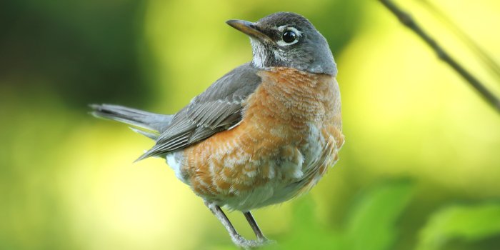 5120x2880 Baby Robin Bird 5K Wallpaper | HD Wallpapers