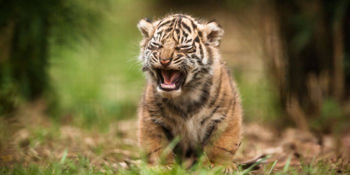 1920x1080 Download wallpaper 1920x1080 tiger, baby, cry, blur full hd, hdtv