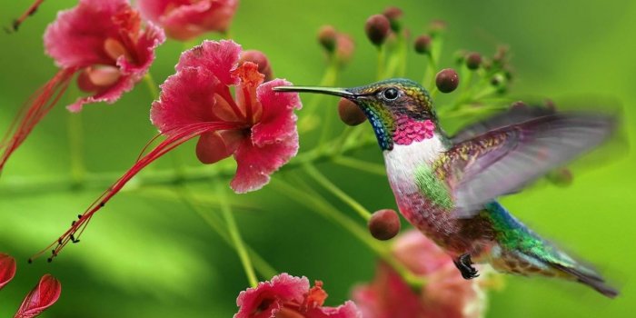 1350x719 Best Hummingbird Feeders Reviews 2019 - Hummingbirds Plus