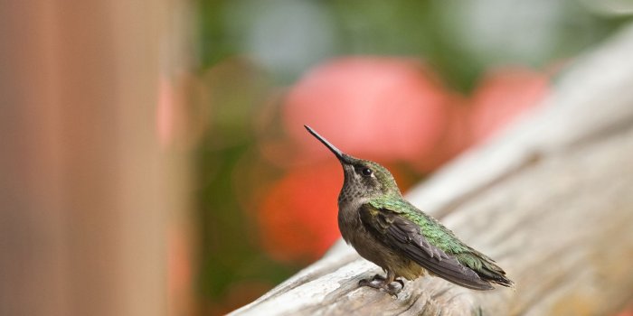 1600x1066 Download wallpaper baby, Hummingbird, Cuteness, chick free desktop