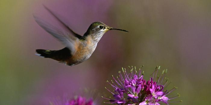 2000x1333 Hummingbird Ultra HD Desktop Background Wallpaper for 4K UHD TV :  Widescreen & UltraWide Desktop & Laptop