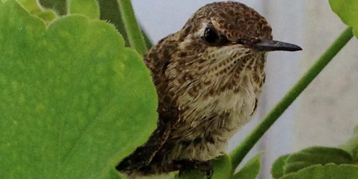 1024x768 Hummingbird Resccue | A Traveling Gardener