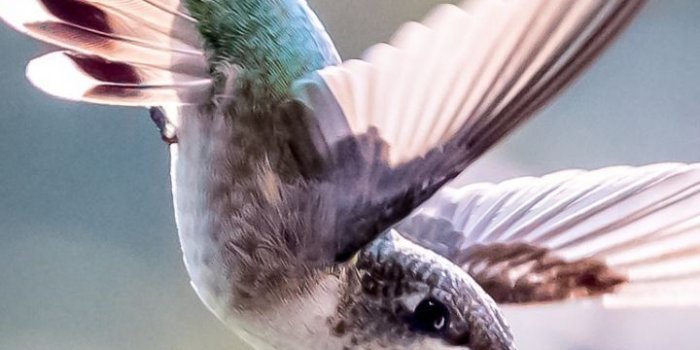 720x1280 Portrait, Small and Cute, Hummingbird, flight, 720x1280 wallpaper