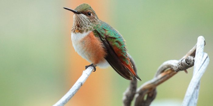 1028x850 Michael John Balog | Wyoming Baby Hummingbirds