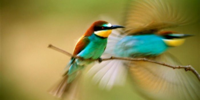 1488x810 Latest Humming Bird Hd Wallpaper Free Download | Room Wallpapers