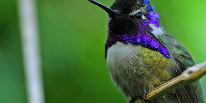 1024x768 Costa's hummingbird - Wikipedia