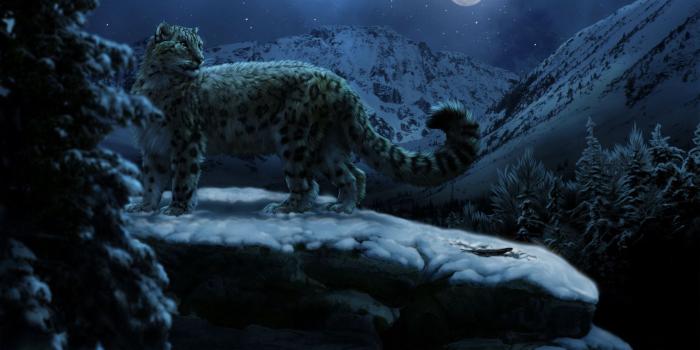 1680x1050 Snow Leopards Moon Winter - Free Stock Photos, Images, HD Wallpaper