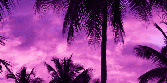 2000x2998 Download 2000x2998 Purple Sky, Palm Trees, Dark Wallpapers