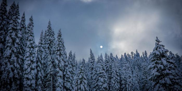 5120x2880 Wallpaper Fir forest, trees, snow, winter, moon 5120x2880 UHD 5K