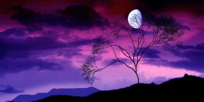 2560x1600 Wallpaper Tree branches, the moon at night, purple sky 2560x1600 HD