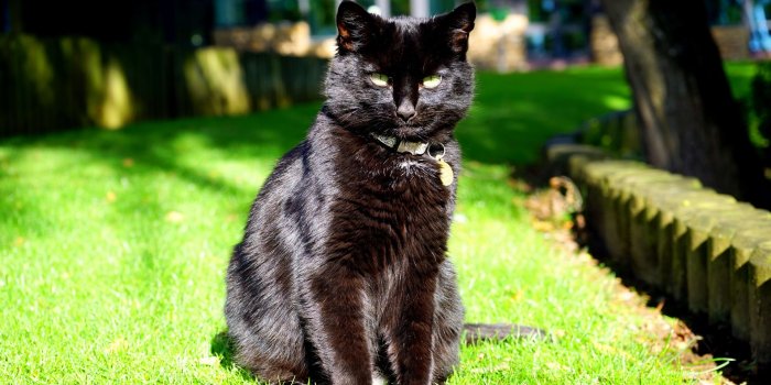 1920x1080 Fauna, Small to Medium Sized Cats, Plant, Black Cat, Halloween Full