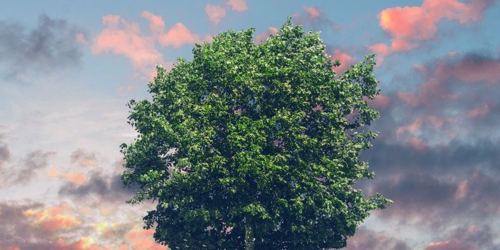 2048x2048 Androidpapers.co | Android wallpaper | nk50-tree-nature-solo-nature