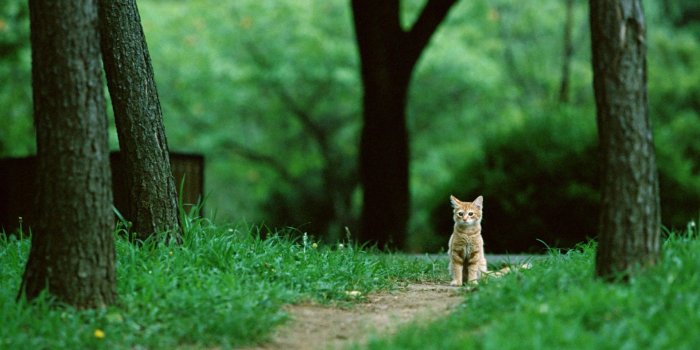 1920x1200 2827328 cat animals nature feline park green trees grass wallpaper