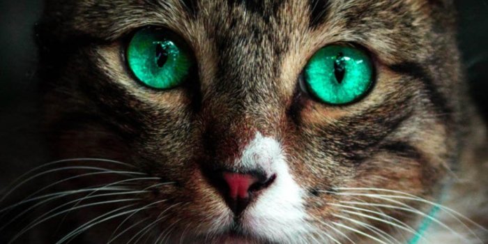 950x1520 Download Green Eyed Cat Free Pure 4K Ultra HD Mobile Wallpaper