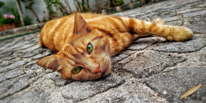 2560x1440 Green-Eyed Red Cat on Stone Floor HD wallpaper