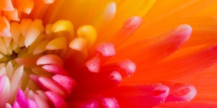 736x1308 Rose | HD WALLPAPERS