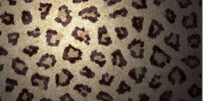 1920x1200 Cheetah Backgrounds For IPhone K Wallpaper HD kwallpapershd ideas