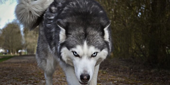 1080x796 Best 100+ Wolf Pictures [HD] | Download Free Images on Unsplash