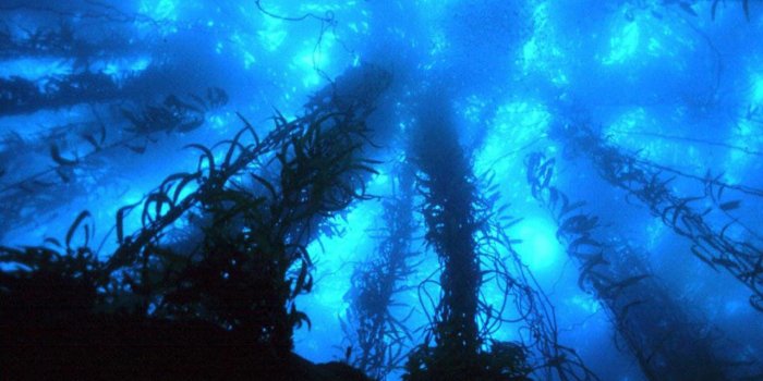 1920x1440 61+ Deep Sea Wallpapers on WallpaperPlay