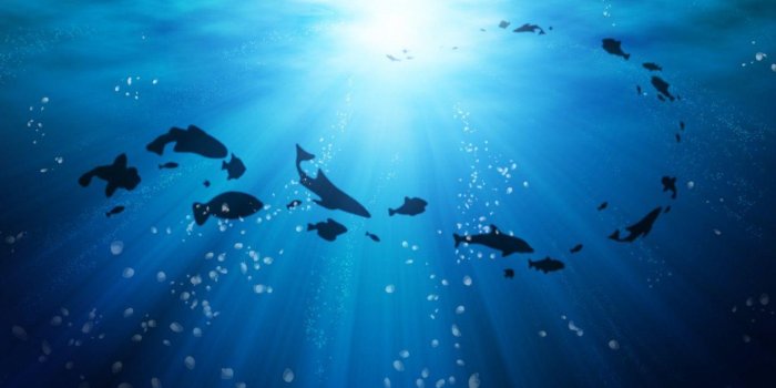 1440x900 Life Under The Ocean Wallpapers - Deep Ocean Hd (#146066) - HD