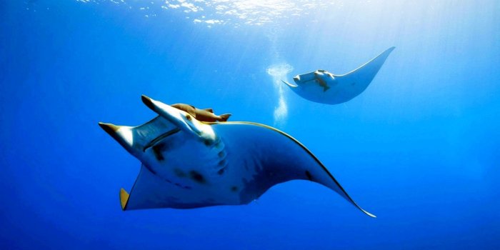 1920x1080 Deep sea fish wallpapers for desktop | Ocean Images | Ocean life