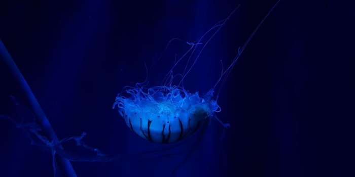 1280x720 Wallpaper Jellyfish, Underwater, Deep ocean, 4K, Animals, #15968