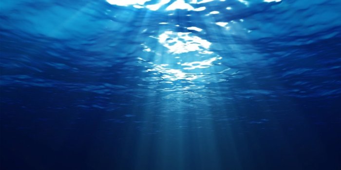 1596x945 Deep Ocean Fish Pictures for Your Project on Animal Picture Society