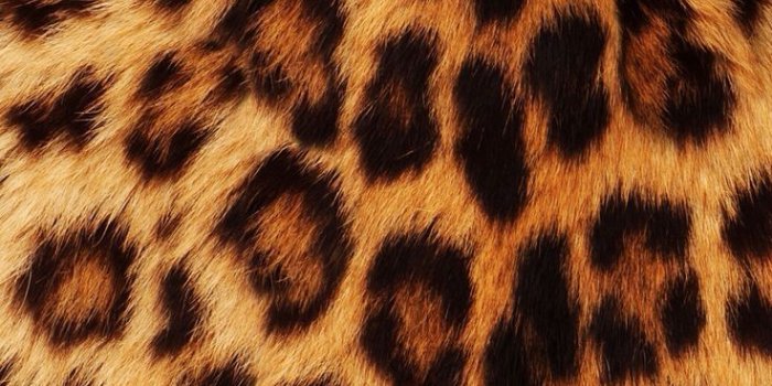 736x1087 Pink Leopard Print Wallpapers