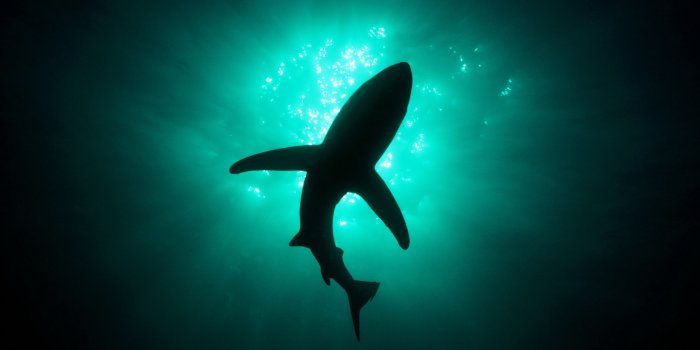 2560x1600 Shark From Below - Shark In Deep Ocean, Hd Wallpapers & backgrounds