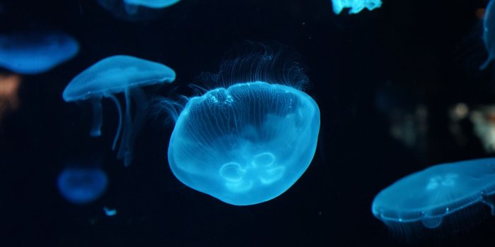 4912x3264 Wallpaper Jellyfish, Underwater, Deep sea, 4K, Animals, #6050