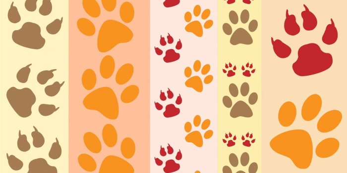 1920x1919 Paw print,paw prints,fun,background,wallpaper - free photo from