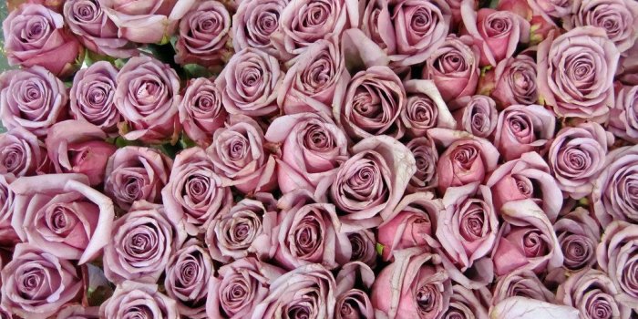 1024x768 Sterling roses | My favorite rose. | Allimerri