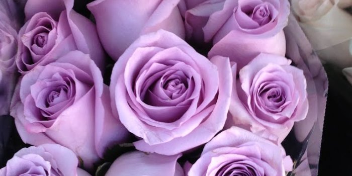 768x1024 Lavender Roses wallpaper - hdwallpaper20.com