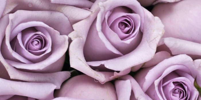 1600x2383 From Pink to Peach: The Meaning Behind Every Rose Color Revealed