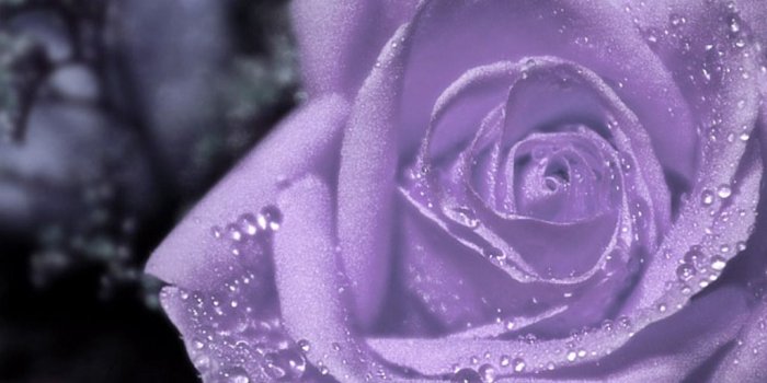 1024x768 Purple Heart and Rose Wallpapers | Dewdrops on purple rose flower