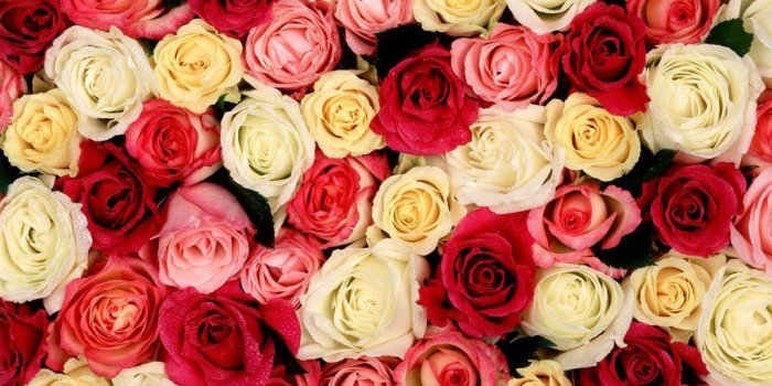 1024x768 Multi Colored Roses |Rose Wallpapers