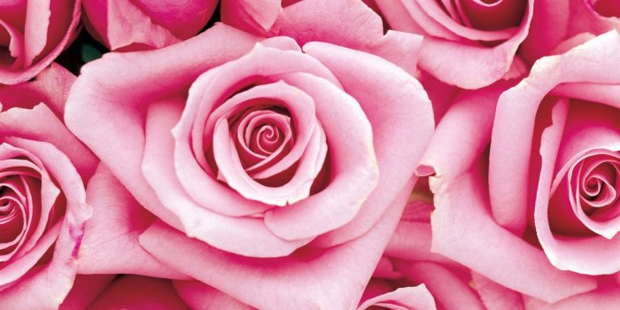 1862x1164 Roses Screensaver Wallpaper (45+ images) – roses size