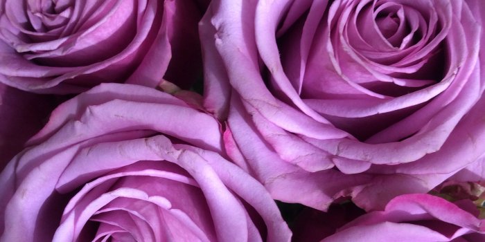 1936x2592 Fresh fragrant roses to brighten my bedroom | & Me. | Flowers